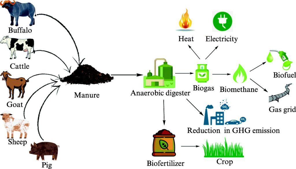 estiércol bovino: energía renovable 